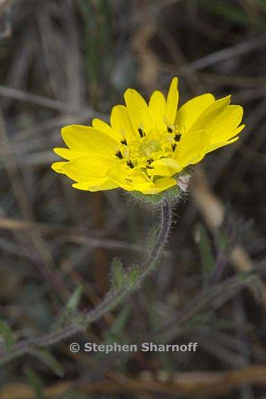 hemizonia congesta ssp lutescens 1 graphic